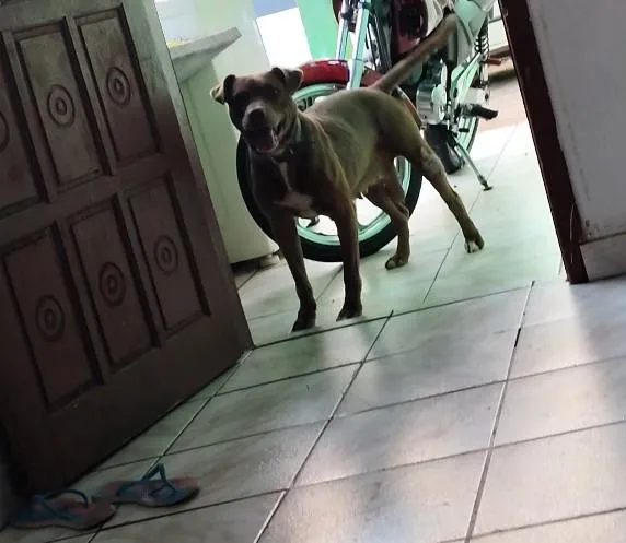 Cachorro raça Pit-Bull idade 6 ou mais anos nome Kyara