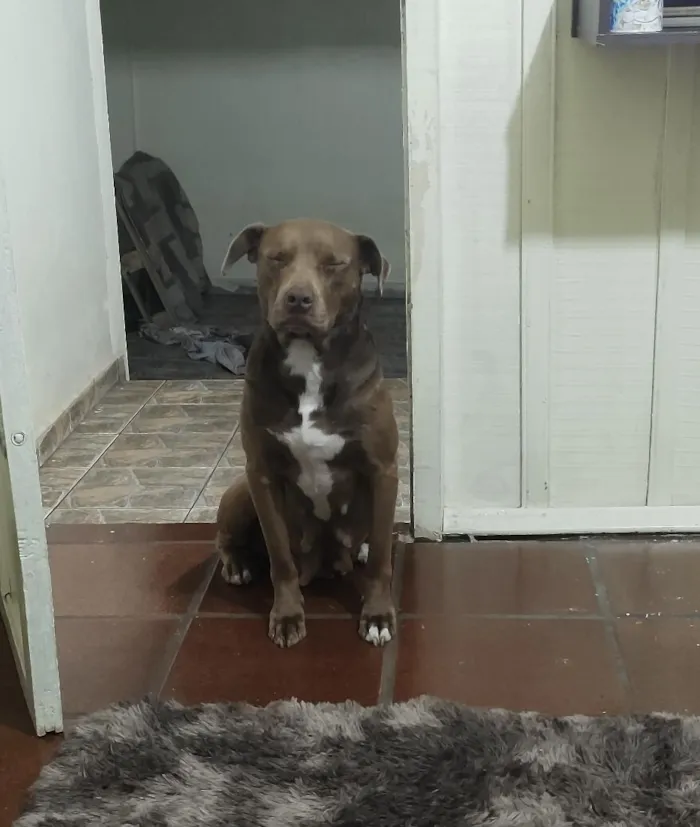 Cachorro raça Pit-Bull idade 6 ou mais anos nome Kyara