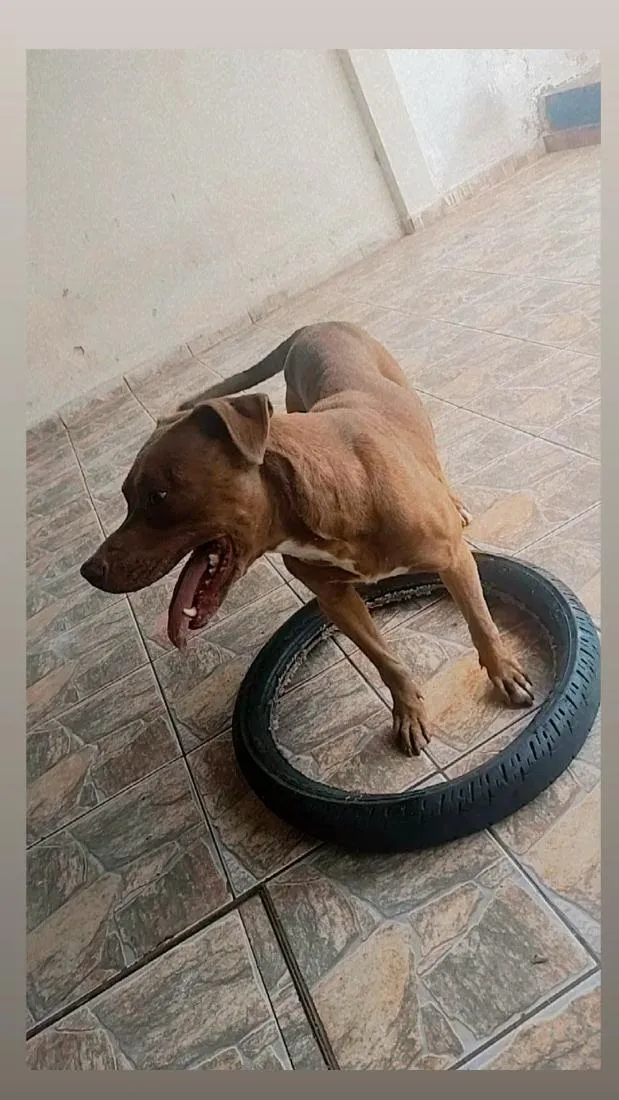 Cachorro raça Pit-Bull idade 6 ou mais anos nome Kyara