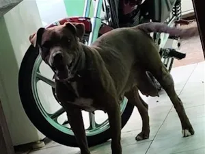 Cachorro raça Pit-Bull idade 6 ou mais anos nome Kyara