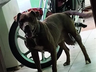 Cachorro raça Pit-Bull idade 6 ou mais anos nome Kyara