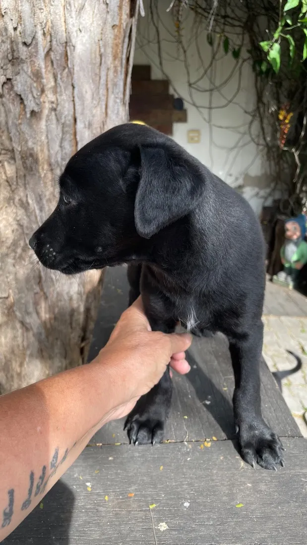 Cachorro raça SRD-ViraLata idade 2 a 6 meses nome Tadeu
