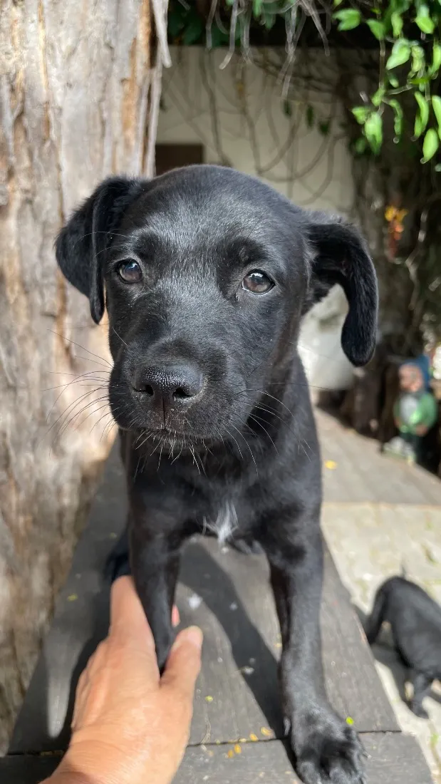 Cachorro raça SRD-ViraLata idade 2 a 6 meses nome Tadeu