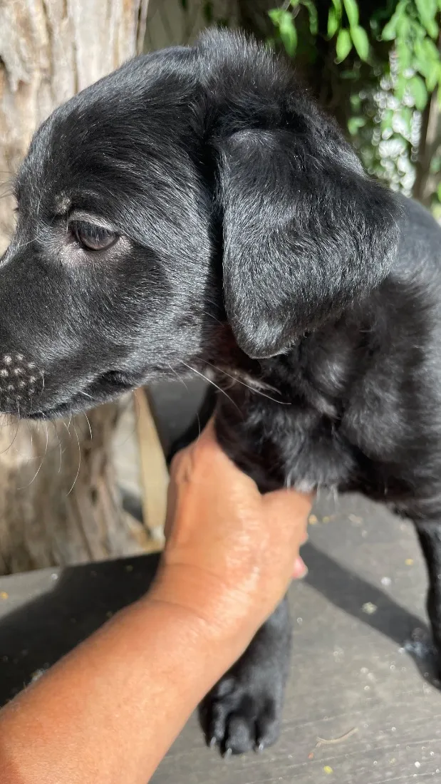 Cachorro raça SRD-ViraLata idade 2 a 6 meses nome Soneca