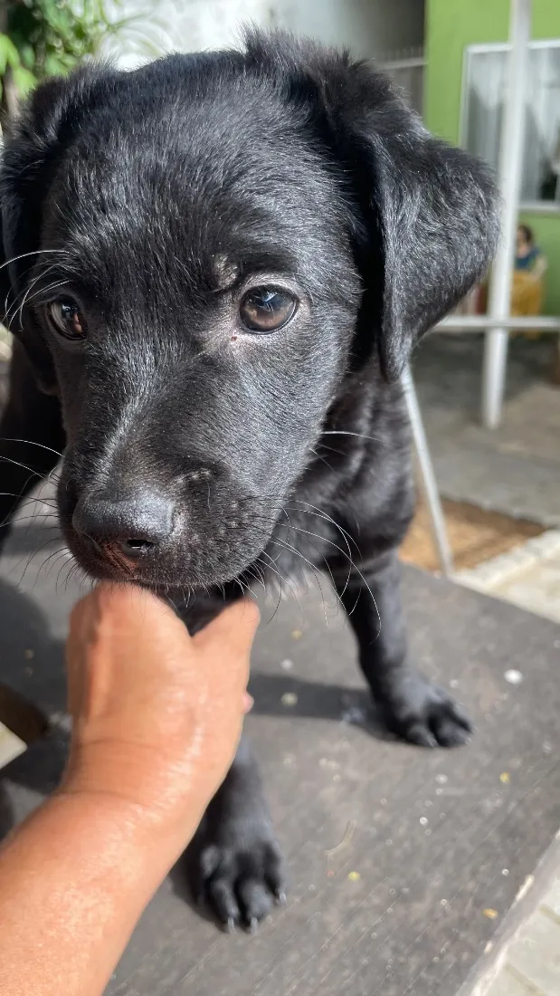 Cachorro raça SRD-ViraLata idade 2 a 6 meses nome Soneca