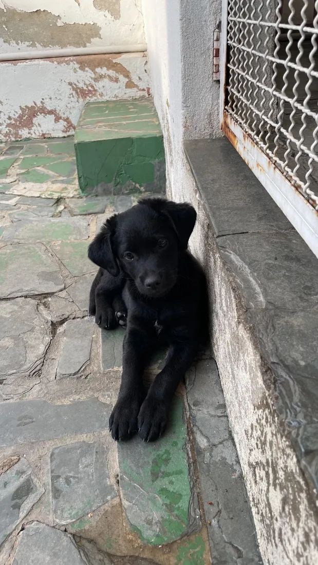 Cachorro raça SRD-ViraLata idade 2 a 6 meses nome Soneca