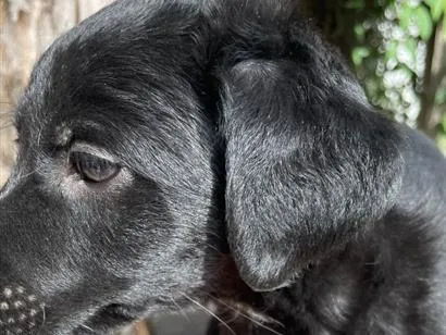 Cachorro raça SRD-ViraLata idade 2 a 6 meses nome Soneca