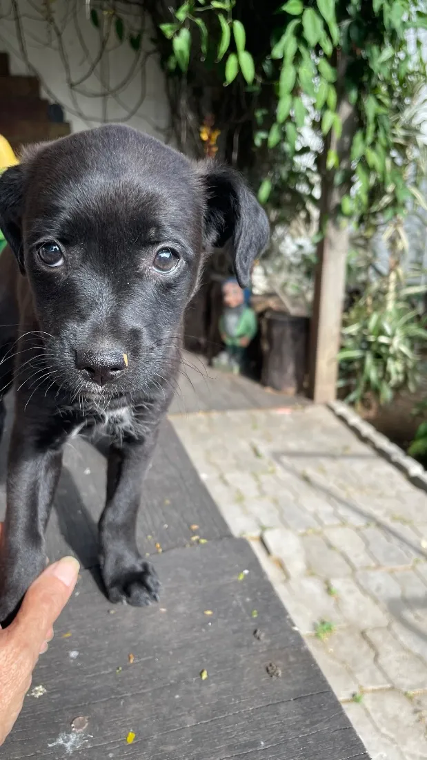 Cachorro raça SRD-ViraLata idade Abaixo de 2 meses nome Briza