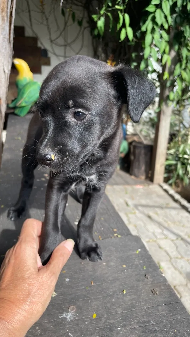 Cachorro raça SRD-ViraLata idade Abaixo de 2 meses nome Briza
