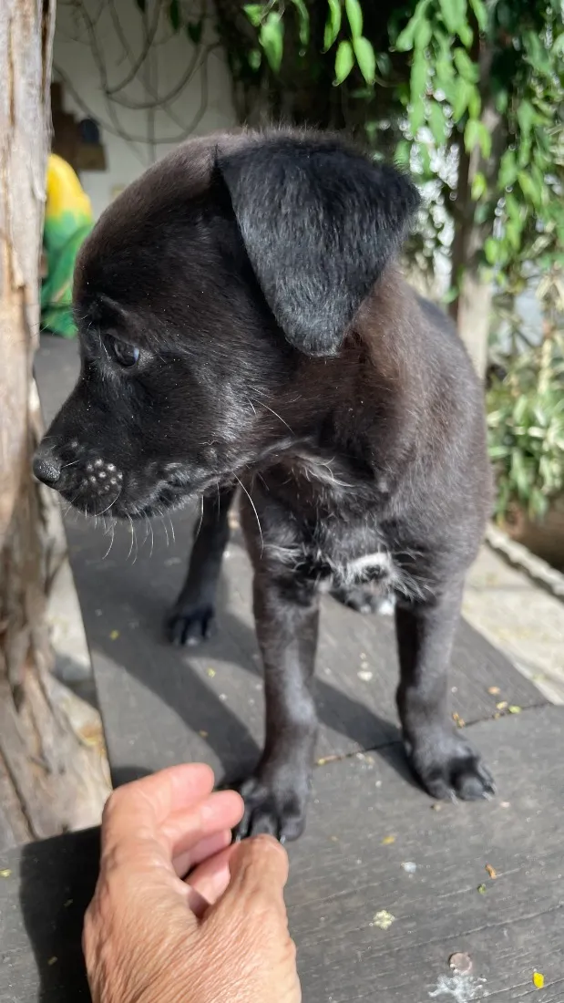 Cachorro raça SRD-ViraLata idade Abaixo de 2 meses nome Briza