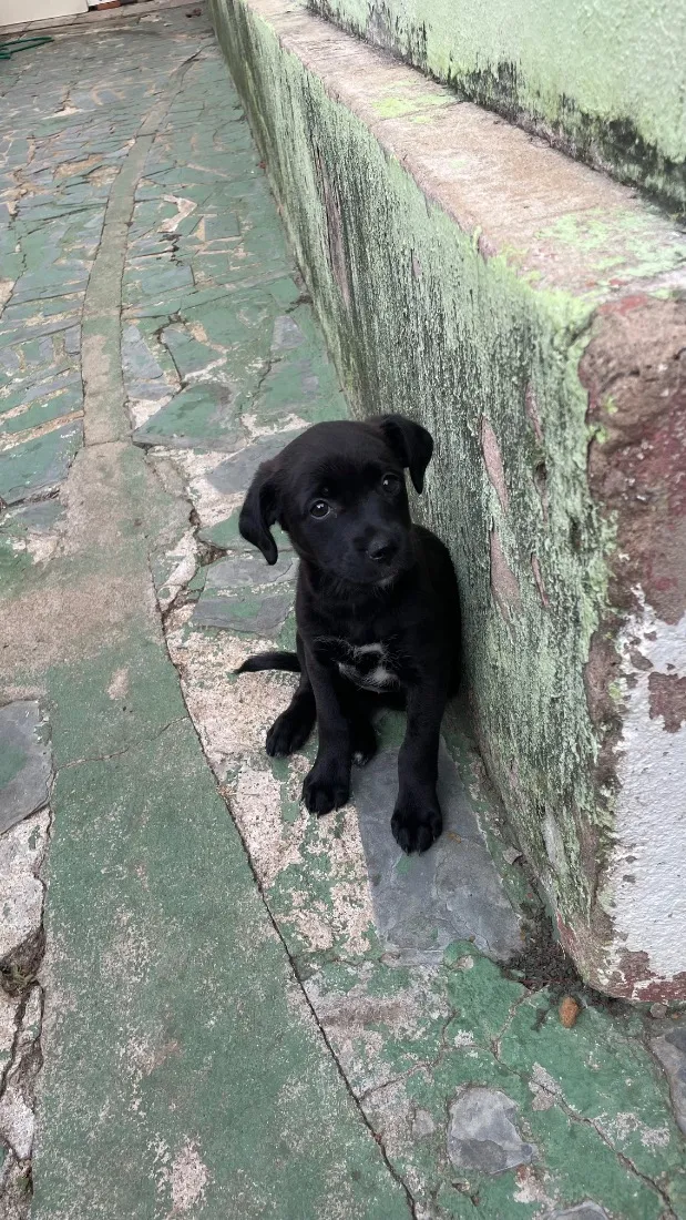 Cachorro raça SRD-ViraLata idade Abaixo de 2 meses nome Briza