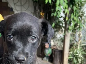 Cachorro raça SRD-ViraLata idade Abaixo de 2 meses nome Briza