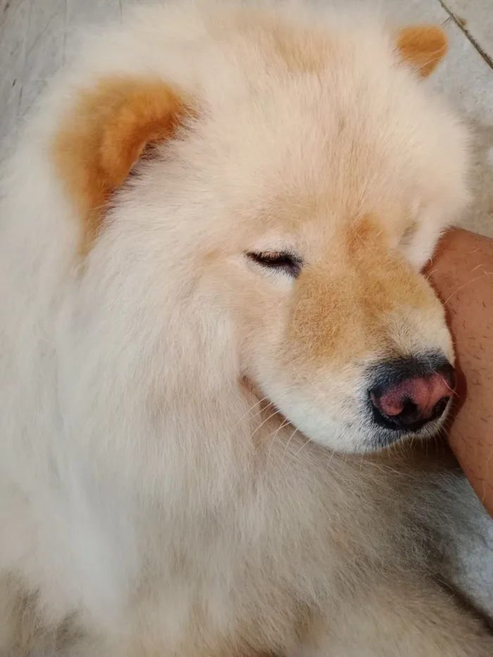 Cachorro raça Chow Chow idade 2 anos nome Theo 