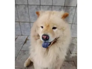 Cachorro raça Chow Chow idade 2 anos nome Theo 