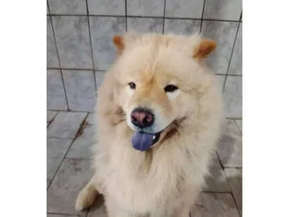 Cachorro raça Chow Chow idade 2 anos nome Theo 
