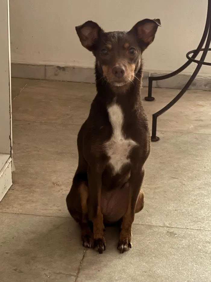 Cachorro raça SRD-ViraLata idade 2 anos nome Shanti