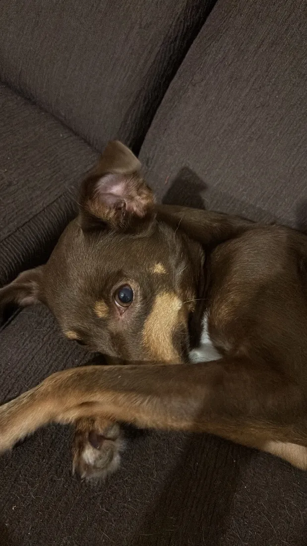 Cachorro raça SRD-ViraLata idade 2 anos nome Shanti