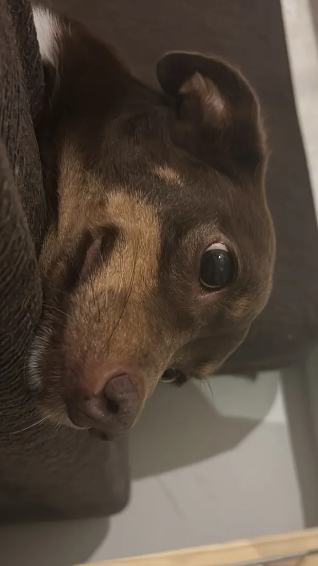 Cachorro raça SRD-ViraLata idade 2 anos nome Shanti