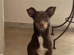 Cachorro raça SRD-ViraLata idade 2 anos nome Shanti