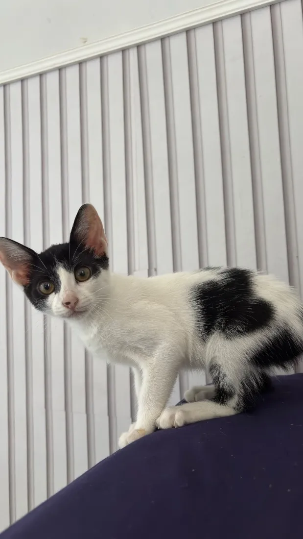 Gato raça SRD-ViraLata idade 2 a 6 meses nome Lua