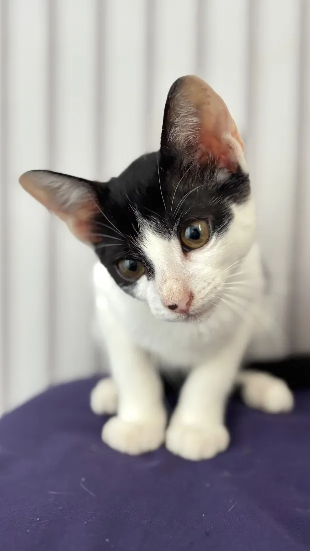Gato raça SRD-ViraLata idade 2 a 6 meses nome Lua