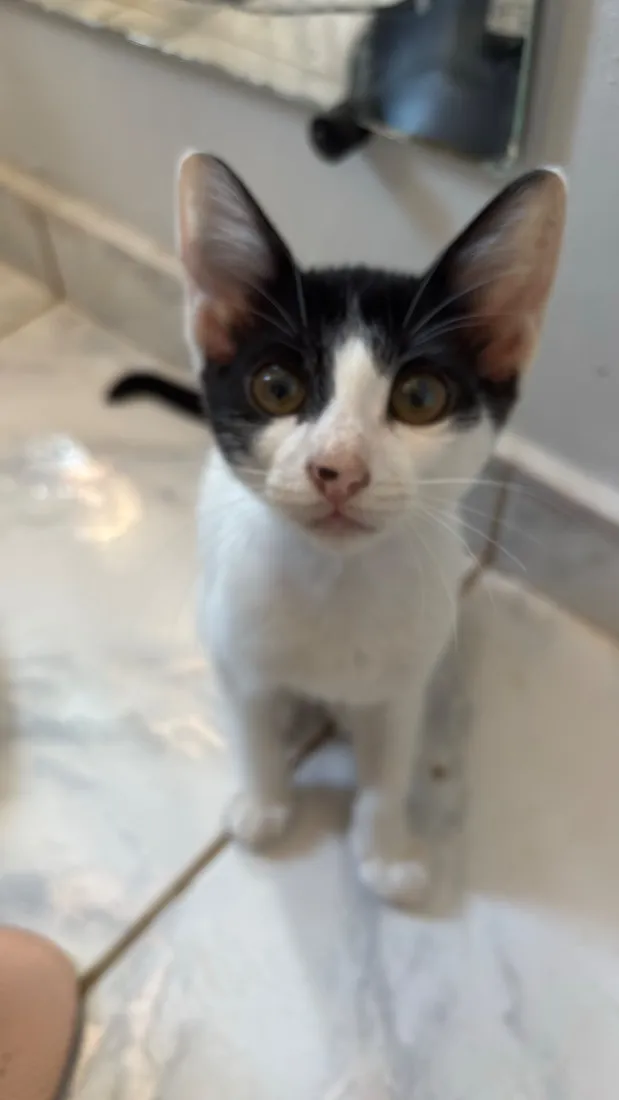 Gato raça SRD-ViraLata idade 2 a 6 meses nome Lua