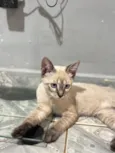 Nala