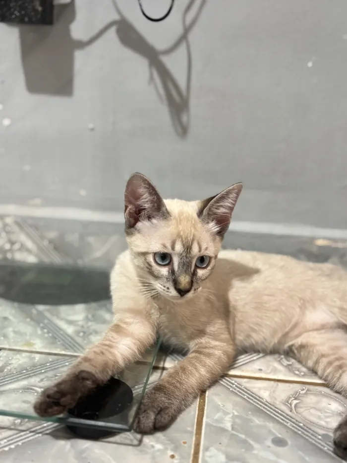 Gato raça SRD-ViraLata idade 2 a 6 meses nome Nala