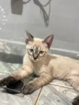 Nala