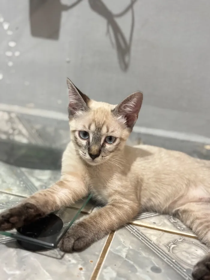 Gato raça SRD-ViraLata idade 2 a 6 meses nome Nala