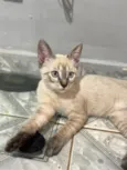 Nala