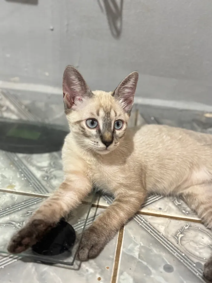 Gato raça SRD-ViraLata idade 2 a 6 meses nome Nala