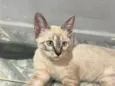 Nala