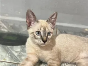 Gato raça SRD-ViraLata idade 2 a 6 meses nome Nala