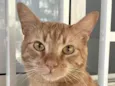 Milo 