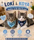 Koya e Lóki