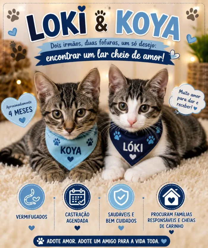 Gato raça SRD-ViraLata idade 2 a 6 meses nome Koya e Lóki