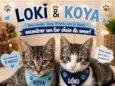 Koya e Lóki