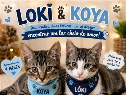 Gato raça SRD-ViraLata idade 2 a 6 meses nome Koya e Lóki