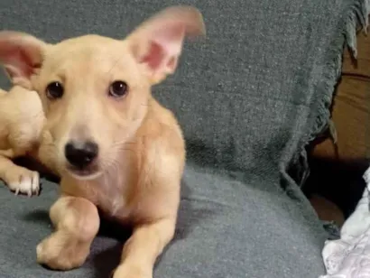 Cachorro raça SRD-ViraLata idade 2 a 6 meses nome Maya