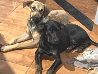 Cachorro raça SRD-ViraLata idade 7 a 11 meses nome Puma e Pantera 