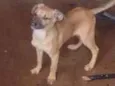 pipoca 
