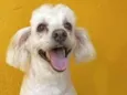 Snoopy