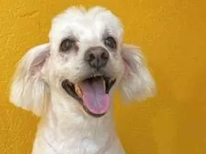 Cachorro raça Poodle idade 7 a 11 meses nome Snoopy