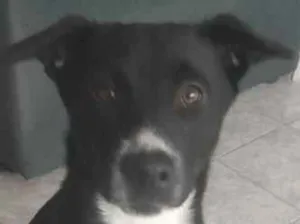 Cachorro raça SRD-ViraLata idade 2 a 6 meses nome Shaco e mada
