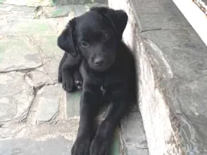 Cachorro raça SRD-ViraLata idade 2 a 6 meses nome Soneca