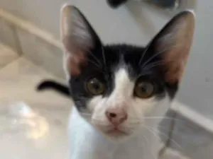 Gato raça SRD-ViraLata idade 2 a 6 meses nome Lua