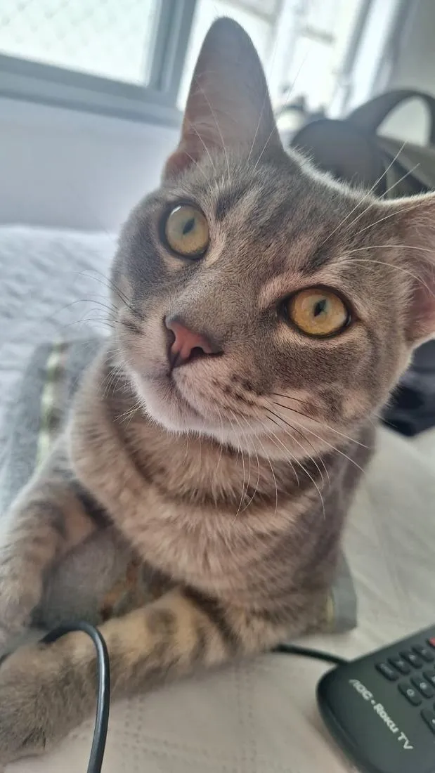 Gato raça SRD-ViraLata idade 2 a 6 meses nome Baudduco 