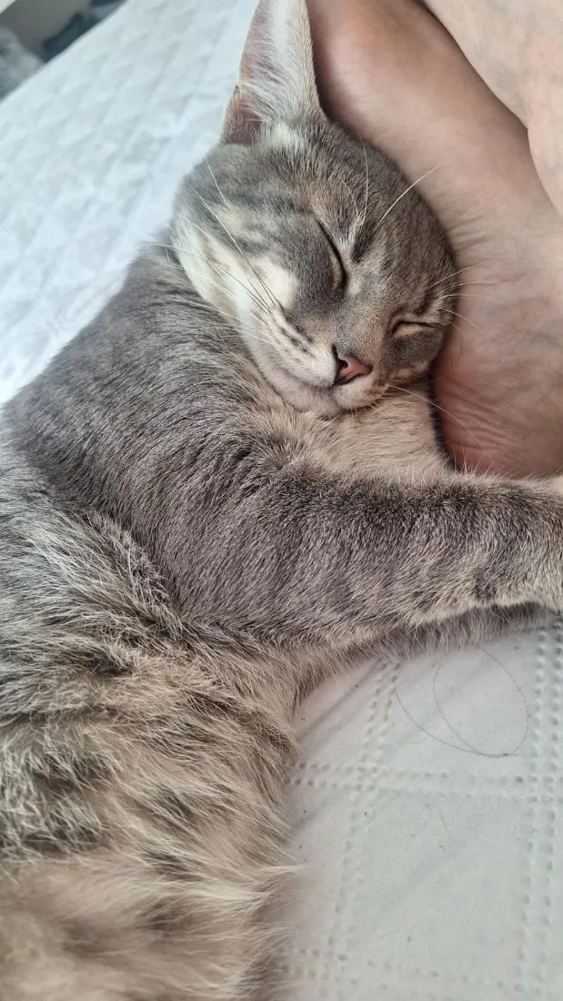 Gato raça SRD-ViraLata idade 2 a 6 meses nome Baudduco 