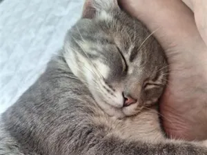 Gato raça SRD-ViraLata idade 2 a 6 meses nome Baudduco 
